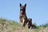 MALINOIS 998